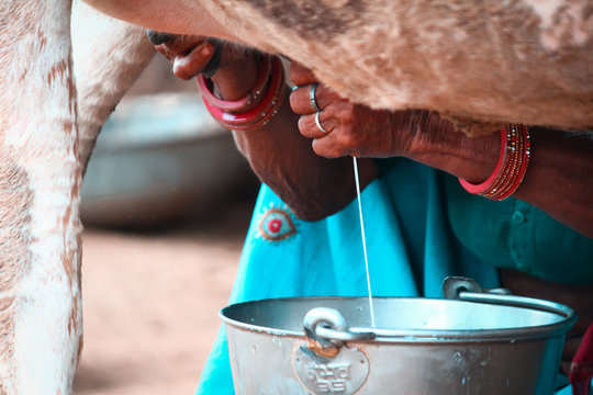 Hands of a Indian woman milking a cow