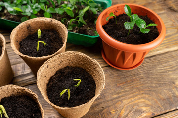 Seedlings in pots on the table. Background image. Copy space.