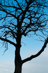 Fototapeta na wymiar Silhouette d'un arbre sur ciel bleu. Silhouette of a tree on blue sky.