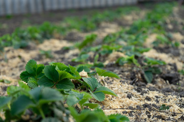 Bush of strawberry with mulch. Close-Up. Agriculture.