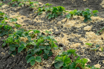 Bush of strawberry with mulch. Close-Up. Agriculture.