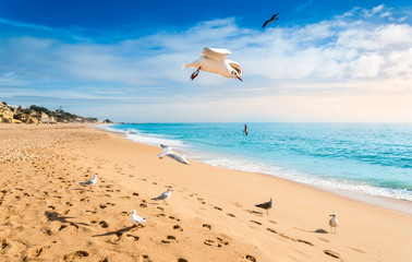 Seagulls flying over sandy beach in Albufeira resort village in Algarve, Portugal.