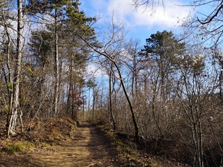 Uphill footpath in the forest on the Hungarian blue trail