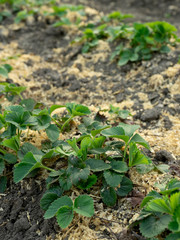 Bush of strawberry with mulch. Close-Up. Agriculture.