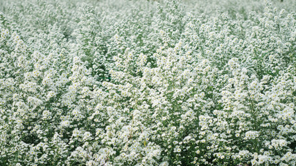 The beautiful white cutter blossoms are in full bloom.