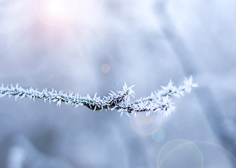 Hoarfrost on a tree branch. Selective focus. winter.