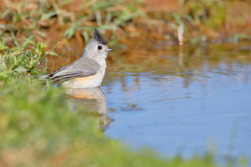 Black-crested Titmouse (Baeolophus atricristatus), Texas, USA