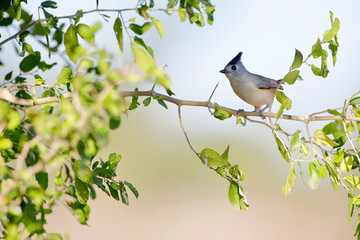 Black-crested Titmouse (Baeolophus atricristatus), Texas, USA