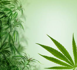 Green cannabis background, cultivation vegetation marijuana plants,  marijuana leaves and herb medicinal Border.