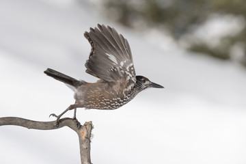 Portrait of northern nutcracker (Nucifraga caryocatactes)