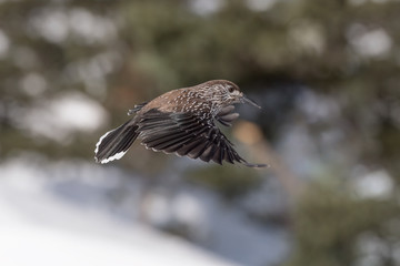 The spotted nutcracker in flight (Nucifraga caryocatactes)