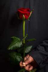 Red rose in a man's hand behind his back. Close-up. Vertical.