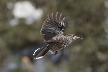 The spotted nutcracker in flight (Nucifraga caryocatactes)