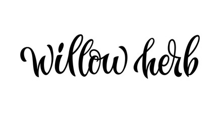 Hand drawn spice label - Willow herb. Vector lettering design element. Isolated calligraphy script style word for labels, shop design, cafe decore etc