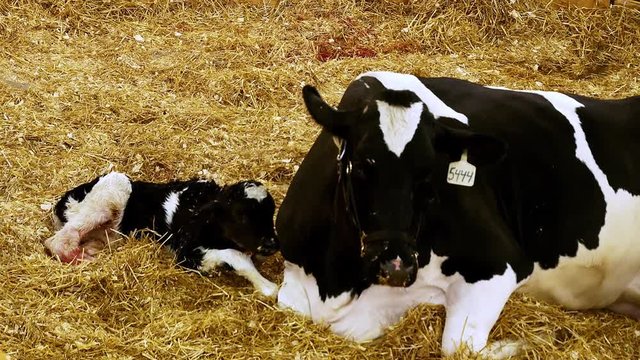 Newborn calf stands up for the first time. Holstein mother milk cow also arises from straw to check on her new baby and provide support. Hand held closeup clip.