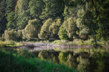 Willow bushes and willow branches along the river. The branches of the trees and the river, illuminated by sunlight