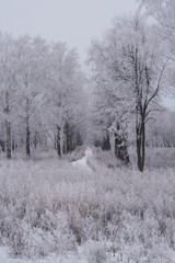 Walkway in the winter forest.