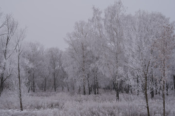 The forest during winter season.
