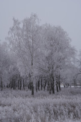 Birch trees during winter season.