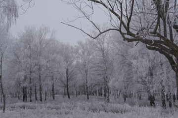 The forest during winter season.