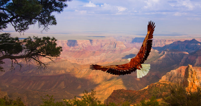 Eagle over Grand Canyon USA