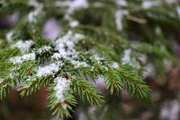 Macro shot of spruce. Lightly snowed fir branch. Winter forest