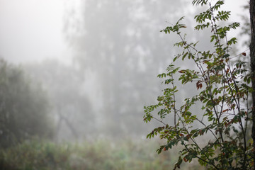 Morning fog and the freshness of the wet forest. Morning in nature in the forest, scattered light through the fog and tree branches