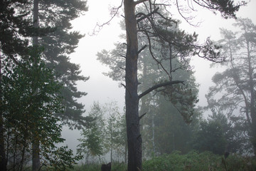 Morning fog and the freshness of the wet forest. Morning in nature in the forest, scattered light through the fog and tree branches