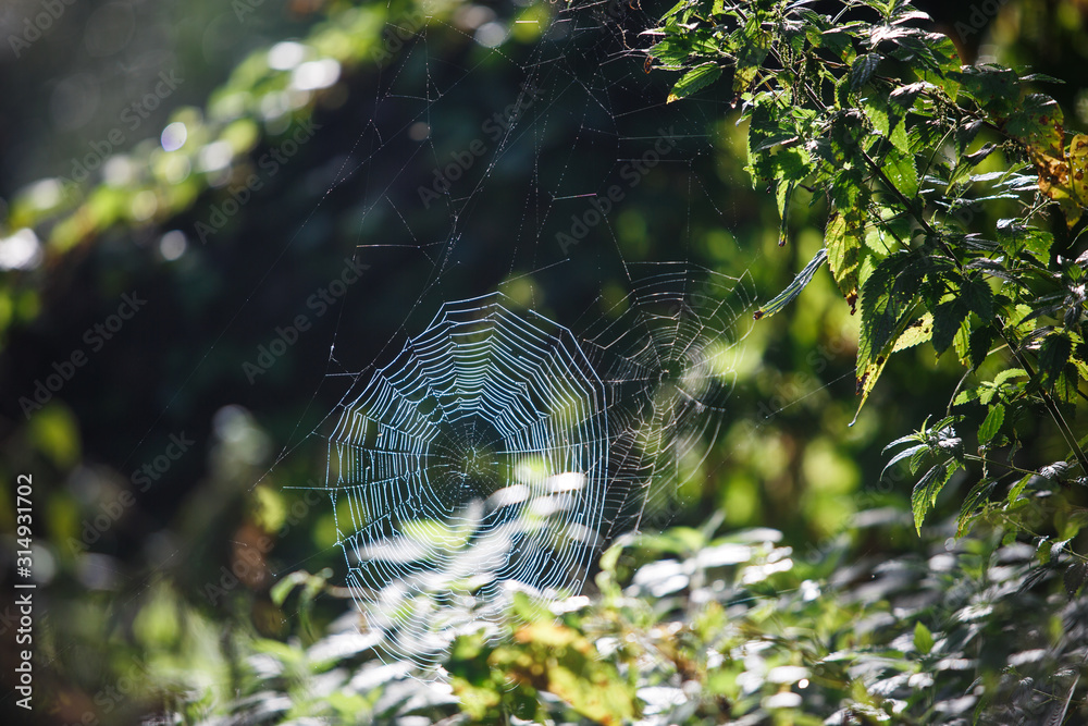 Canvas Prints cobwebs on the grass and branches of trees. the web grid is illuminated by the morning sunlight