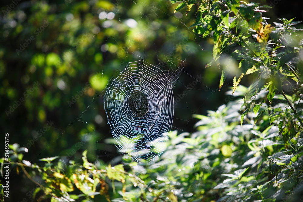 Canvas Prints cobwebs on the grass and branches of trees. the web grid is illuminated by the morning sunlight
