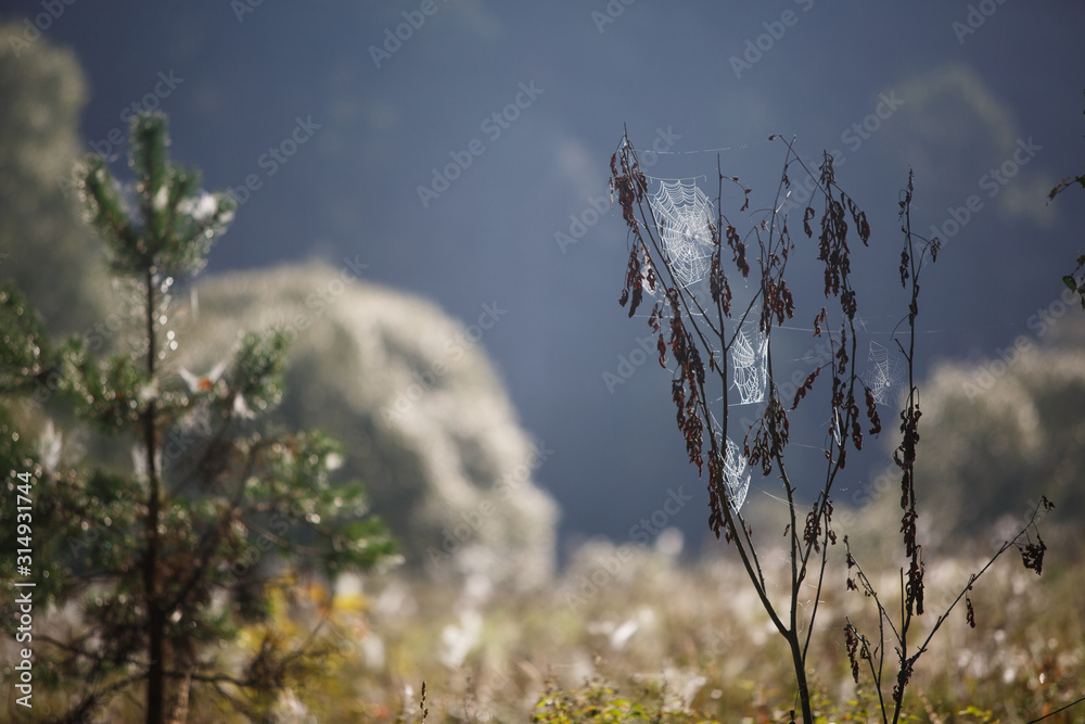 Canvas Prints cobwebs on the grass and branches of trees. the web grid is illuminated by the morning sunlight