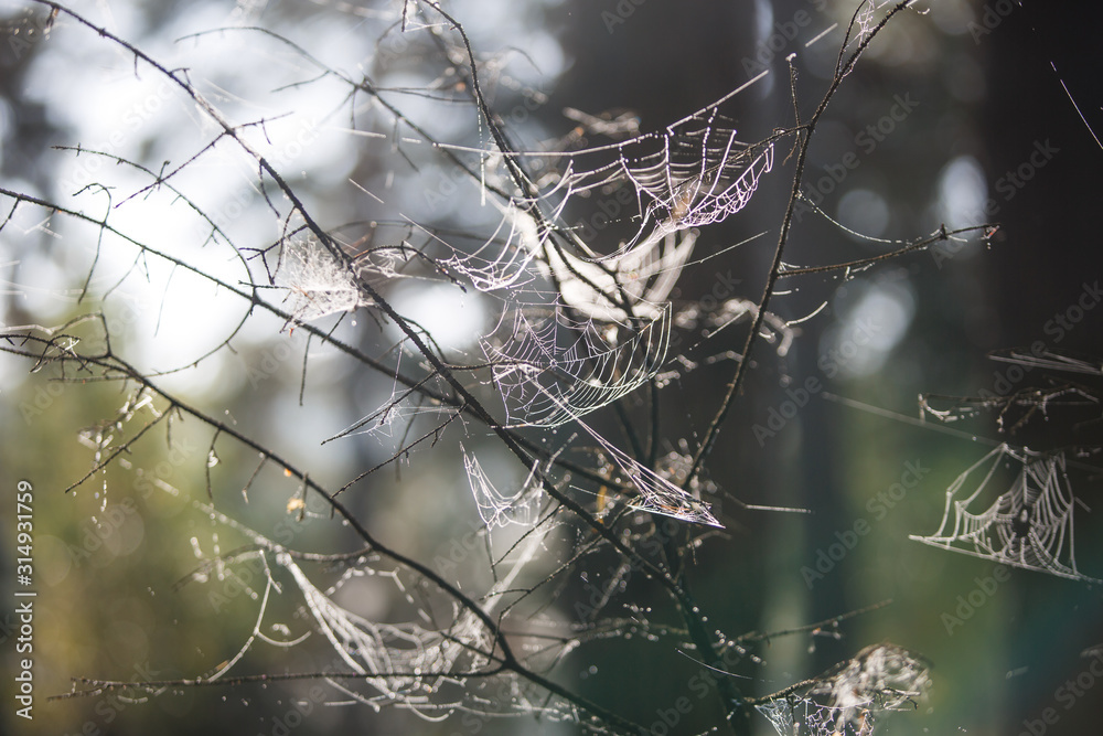 Canvas Prints cobwebs on the grass and branches of trees. the web grid is illuminated by the morning sunlight