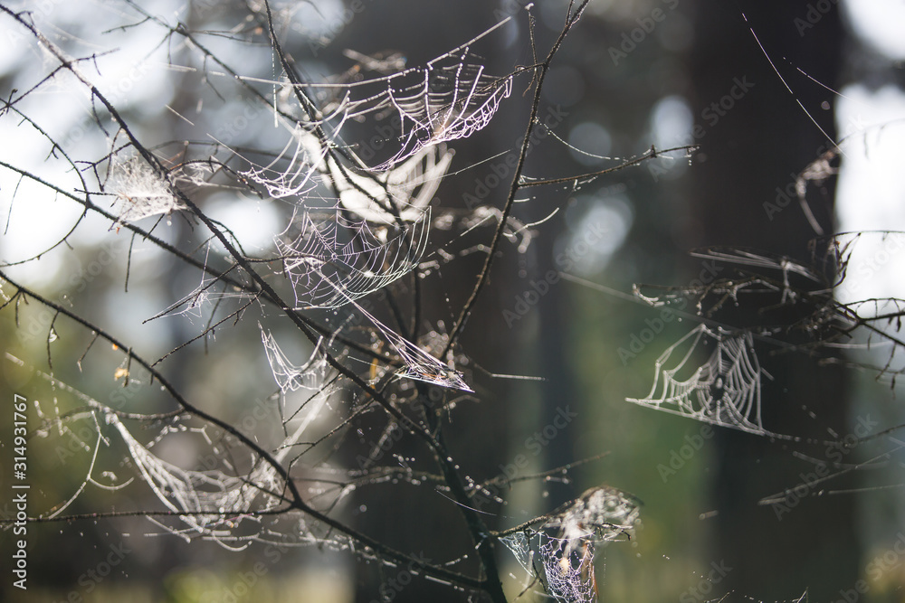 Poster cobwebs on the grass and branches of trees. the web grid is illuminated by the morning sunlight