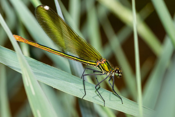 colorful odonato perched on a branch