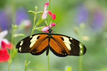 Fototapeta na wymiar Butterfly 2019-194 / Tiger Longwing (Heliconius Hecale)