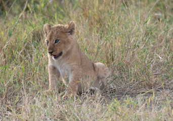 Obraz premium lion cub