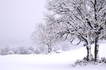 Fototapeta na wymiar winter tree in the snow