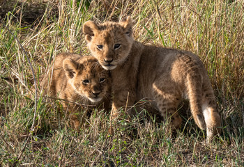 lion cubs