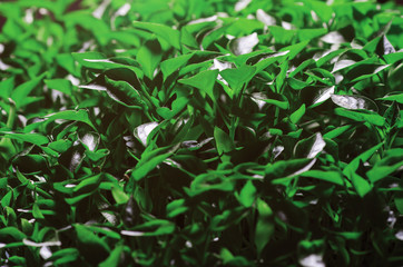 Green leaves seedlings of young pepper grown in a greenhouse, background texture