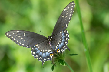 Obraz na płótnie Canvas Butterfly 2019-195 / Black Swallowtail (Papilio polyxenes)