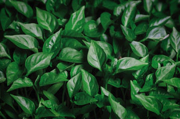 Green leaves seedlings of young pepper grown in a greenhouse, background texture