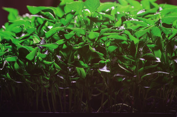 Green leaves seedlings of young pepper grown in a greenhouse, background texture