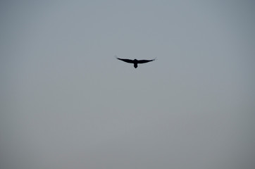 silhouette of a hawk with big wings in the sky