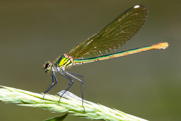 colorful odonato perched on a branch