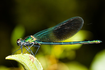 colorful odonato perched on a branch