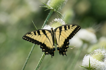 Butterfly 2019-198 / Tiger Swallowtail (Papilio glaucus)
