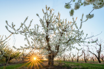 Fruit tree orchard with a sunburst in morning lights