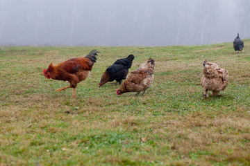 Rooster and chickens grazing on the grass
