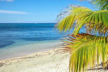 Fototapeta na wymiar A palm tree on the beach of West End on Roatan Island. Honduras