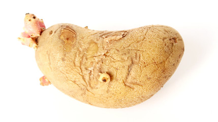 potato fruit, white background, isolated